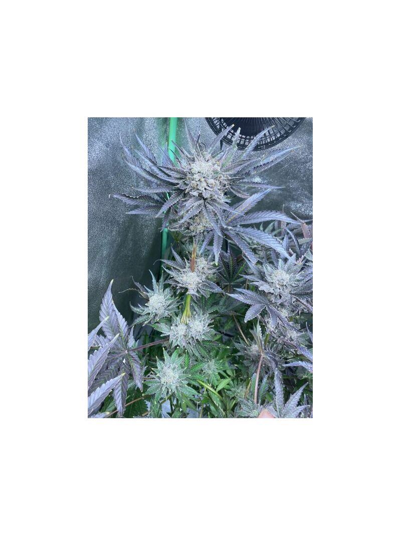 Экспресс Fire OG, Фасовка: 5, изображение 2